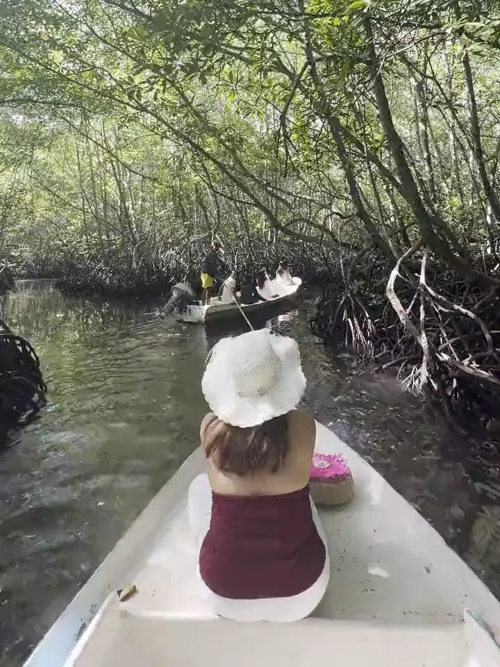 Perjalanan perahu di antara pohon mangrove.