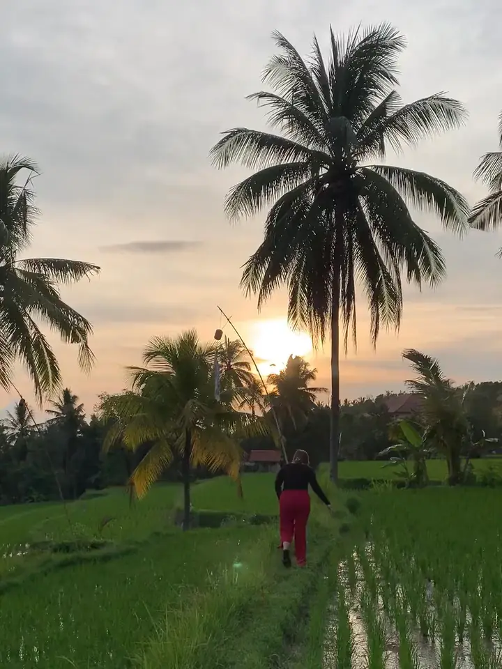 Berjalan di antara sawah dan pohon kelapa saat senja.